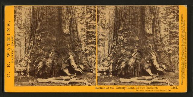 section-of-the-grizzly-giant-33-ft-diameter-mariposa-grove-mariposa-county-4e8a42-640